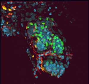 Staining of slow-cycling sweat gland cells (green) with the protein laminin (red) and the fluorescent stain DAPI (blue). (Photo/Yvonne Leung)
