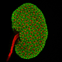 Stem cells drive the development of the embryonic mouse kidney. Image/Lori O’Brien