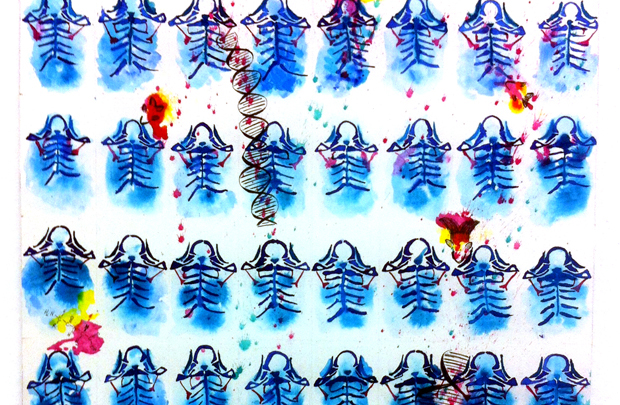 A watercolor rendition of zebrafish skulls by senior neuroscience major Kristen Chen.