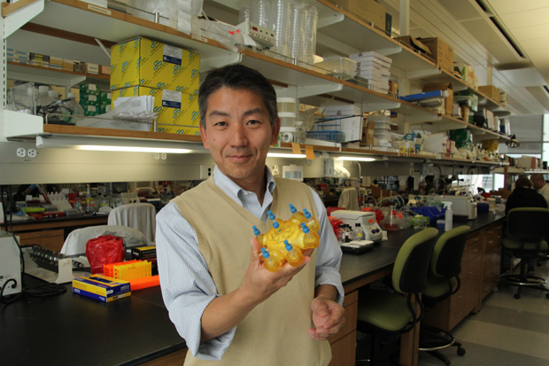 Toshio Miki holds device used in his work with human liver cells.