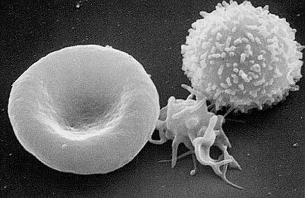 From left, a red blood cell, a platelet and a white blood cell. 