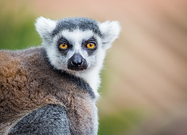 Newfound primate teeth fill a hole in the evolutionary tree of life ...