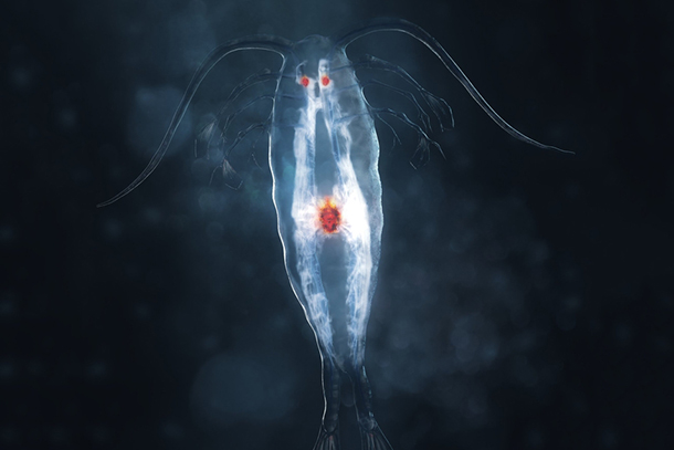 Scientists at the Keck School of Medicine of USC use enzymes responsible for marine animal bioluminescence to help researchers test whether cancer immunotherapies work.