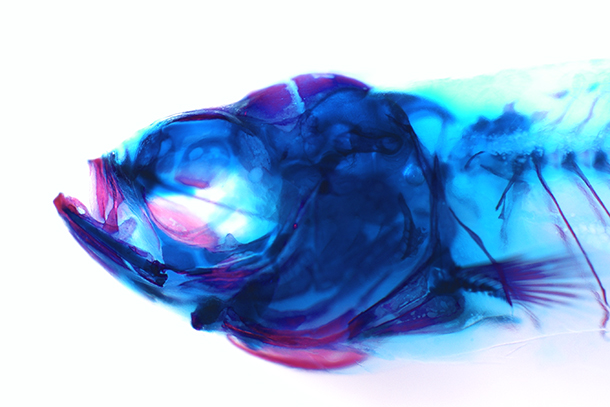 Skull of a 35-day-old zebrafish stained for cartilage (blue) and bone (red).