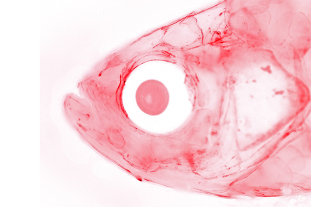 To understand craniofacial disorders, Crump’s group examines the skeletal development of zebrafish (head bones stained red). 