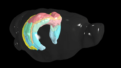 Mapping the hippocampus, the brain’s memory bank, in detail reveals new structures and functions.