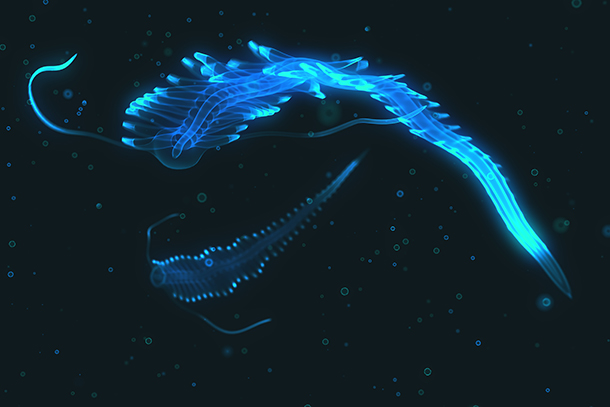 The Topanga assay uses the luciferase genes originally isolated from bioluminescent marine organisms, specifically certain crustaceans and deep sea shrimp, which produce extremely bright light-producing enzymes.