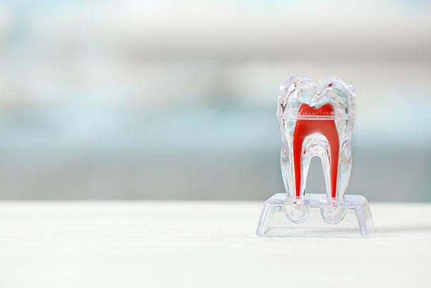 Researchers from the Herman Ostrow School of Dentistry of USC have discovered how genes for tooth roots turn on and off, which could allow dentists to regenerate tooth roots.