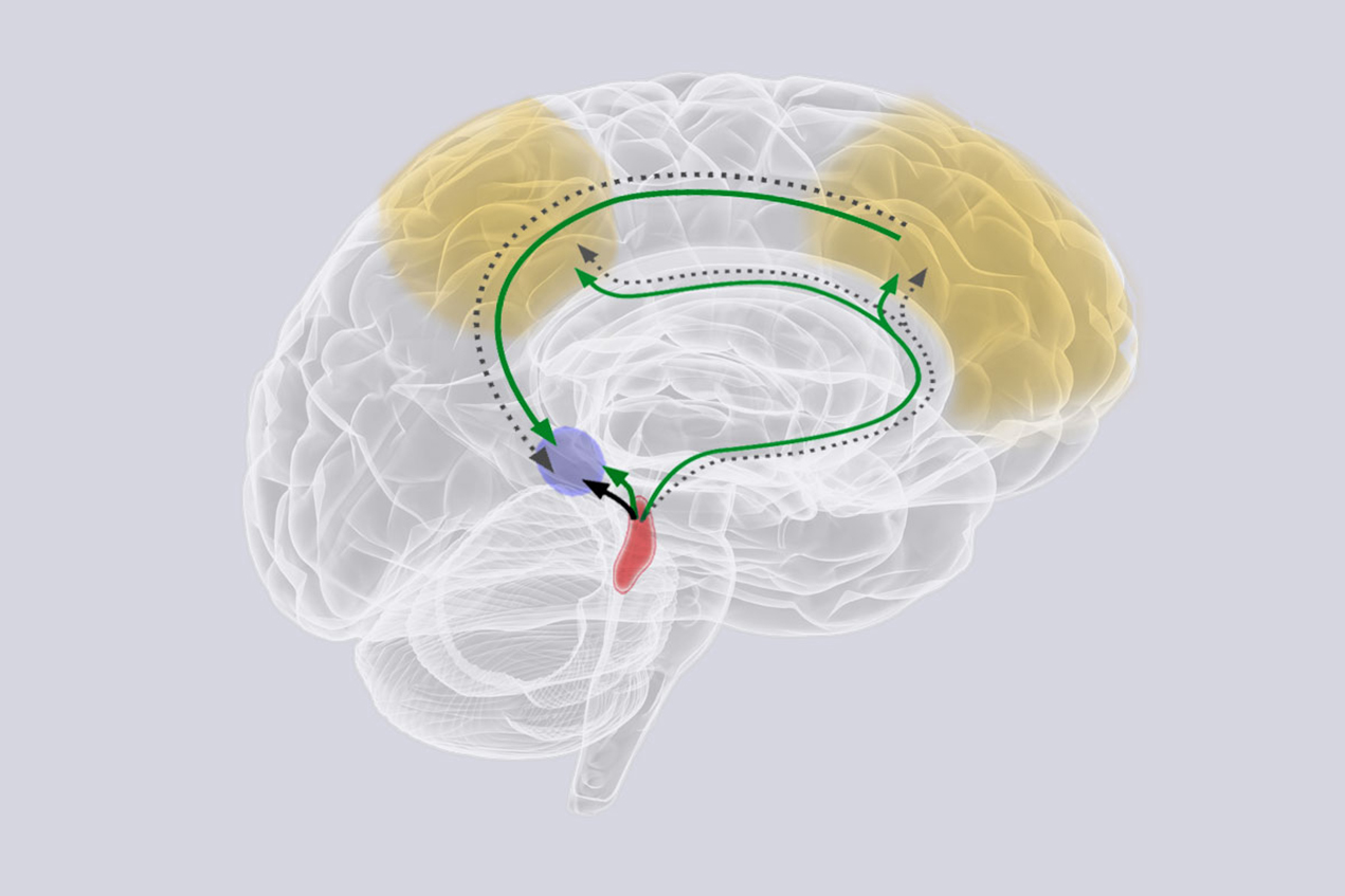 A specific network in the brain, the locus coereleus, helps focus brain activity during periods of stress or excitement.