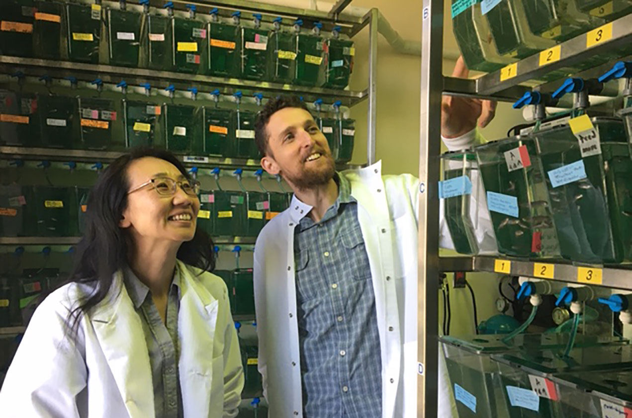 Ching-Ling (Ellen) Lien, PhD, and Michael Harrison, PhD study zebrafish in the laboratory.