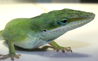 A green lizard rests on a smooth surface.