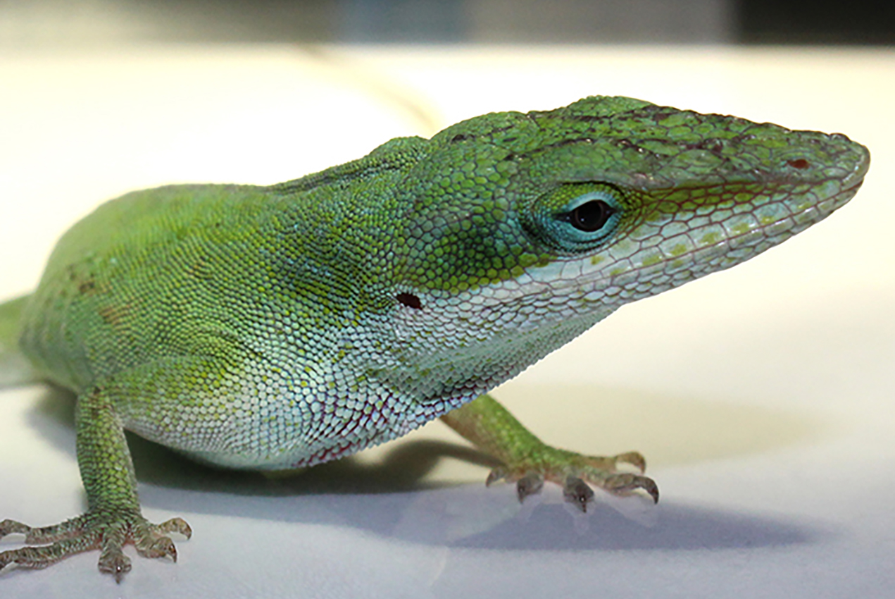 Immune cells called phagocytes help lizards accomplish incredible feats of regeneration.