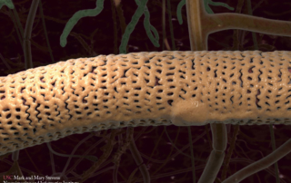 A microscopic view shows a long, porous tube.