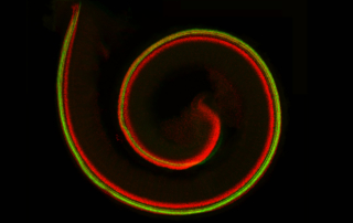 A slender, red and green swirl glows in a dark space.