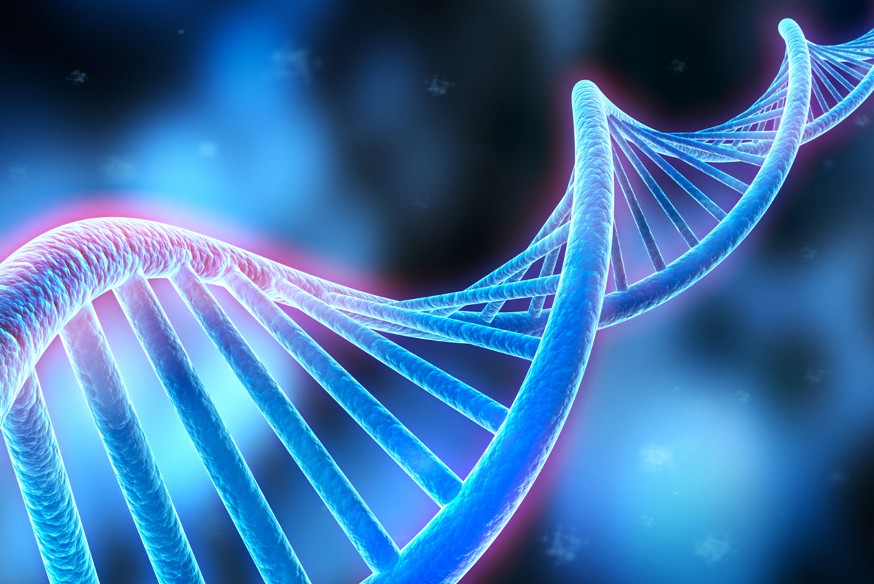 What Is The Function Of The Dna Standard