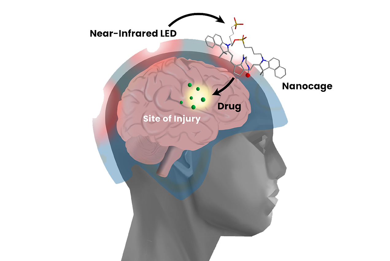 A diagram illustrates how a nanocage sends drugs to a specific part of the brain.
