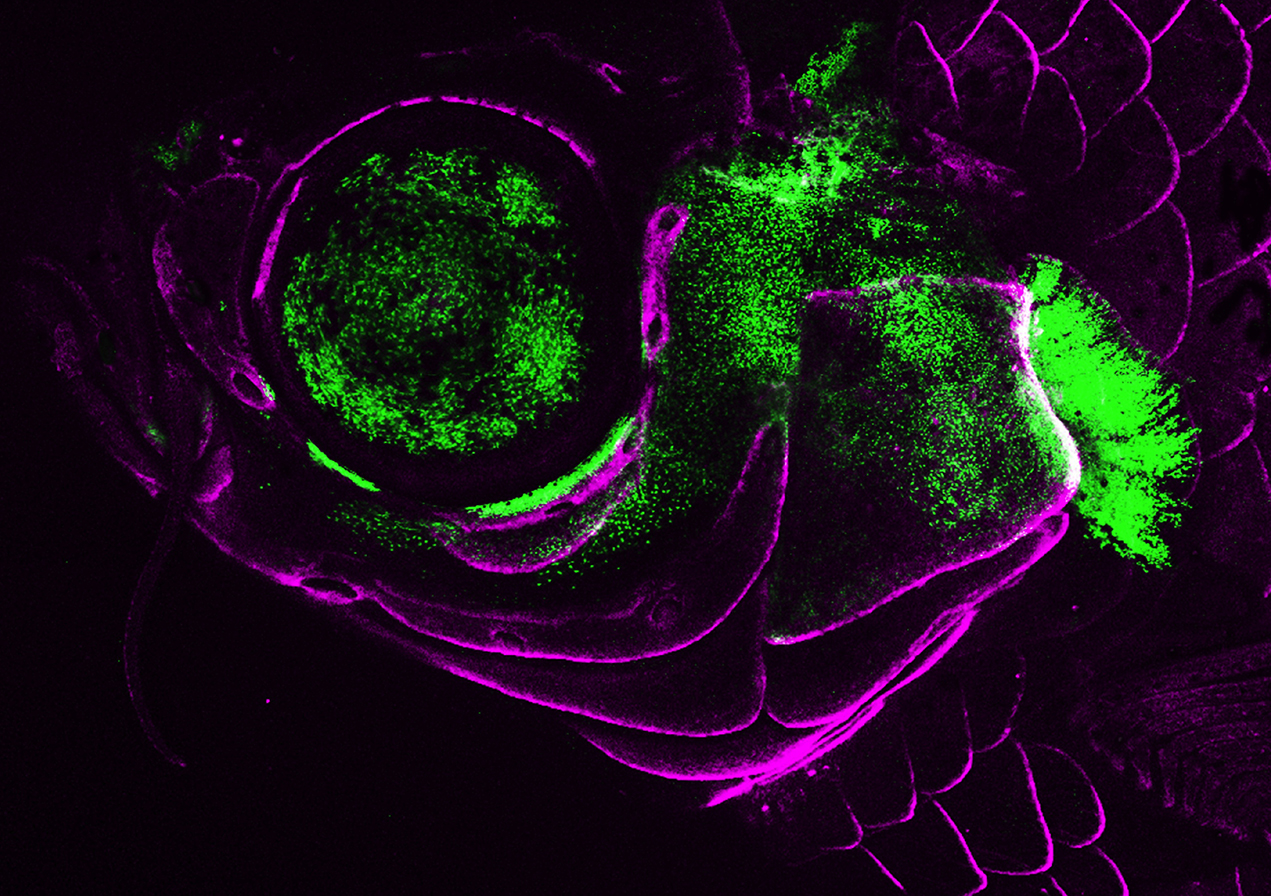 A live adult zebrafish showing Pou3f3 gene activity (green) in the gill cover, jaw support skeleton and eye. Bone-forming cells are labeled in magenta.