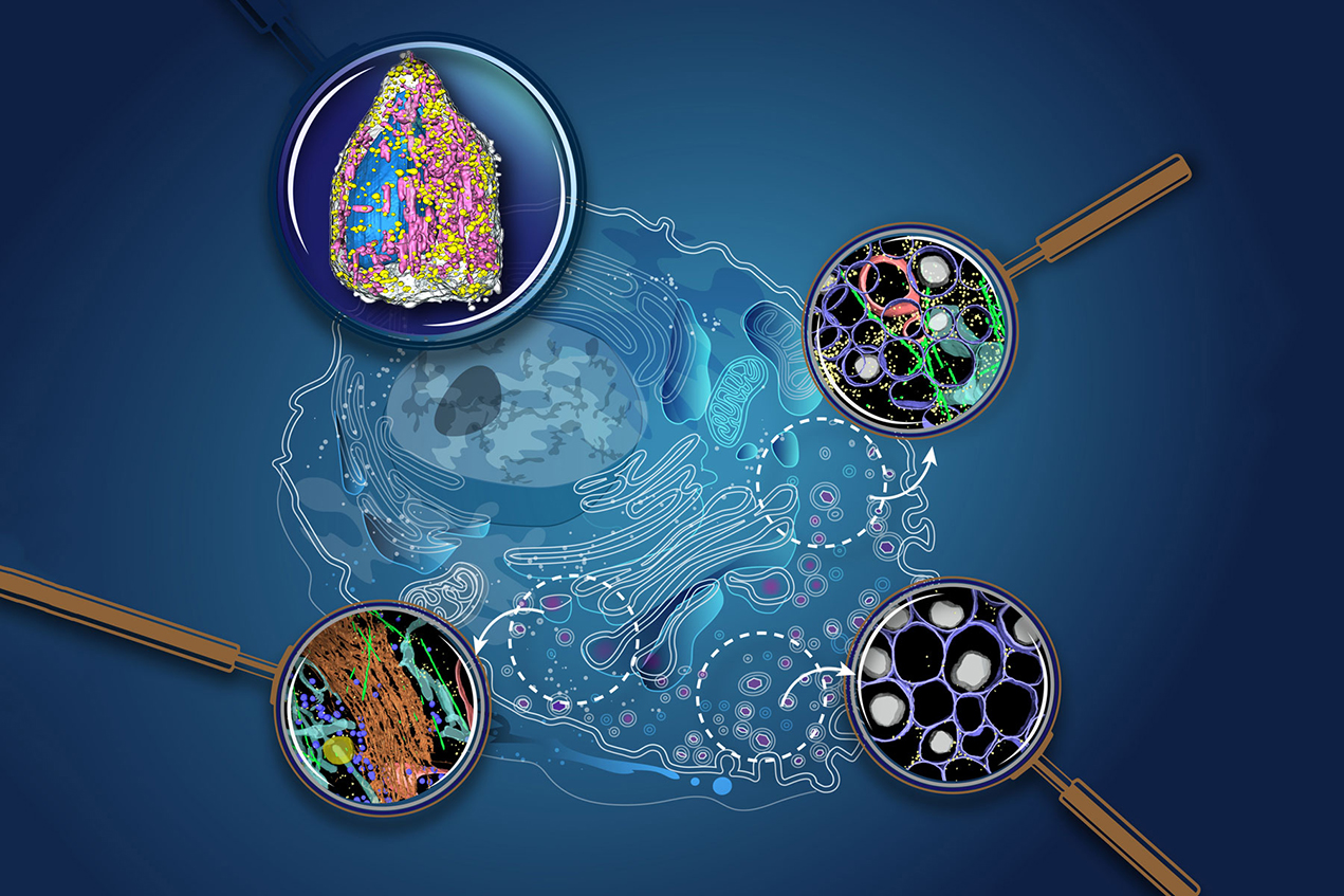 Different imaging approaches provide unique layers of information on cellular structure. Soft X-ray tomography provides a map of organelles within an intact cell, while cryo-electron tomography provides high-resolution windows into specific cellular neighborhoods within a cell.
