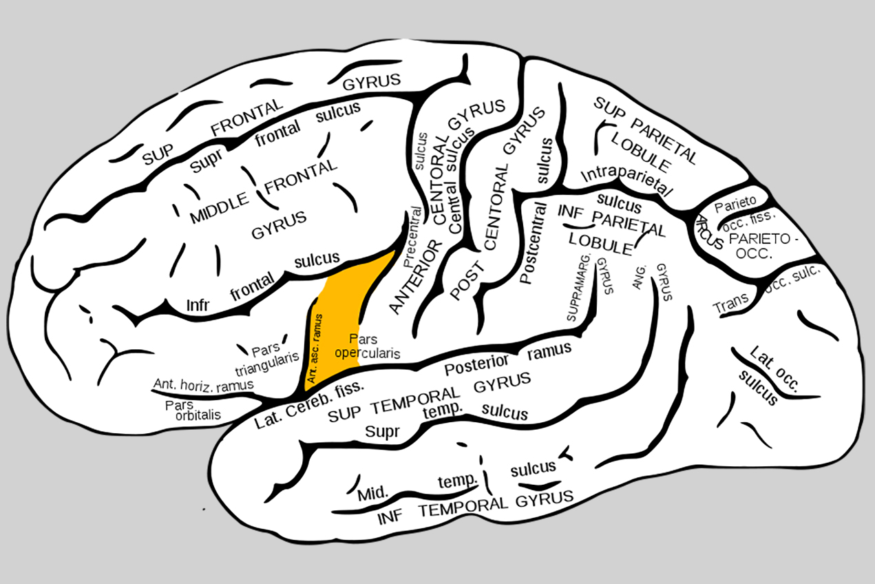 A drawing of a brain cross-section is labeled with the names of regions