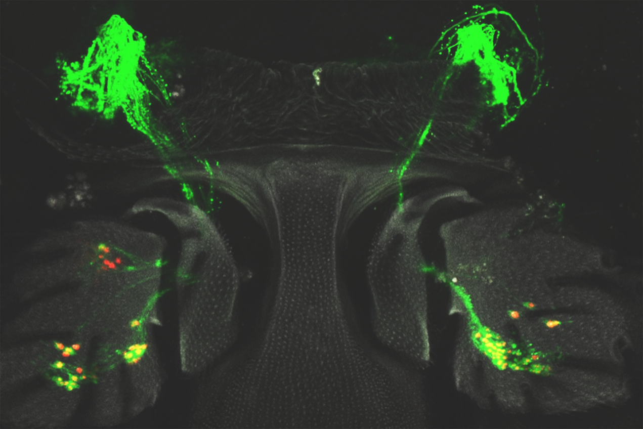 In the fly, the sensory hearing cells are neurons located in a segment of their antennae known as the Johnston’s Organ, or JO.