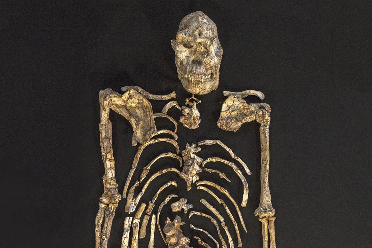 The USC-led study examined the shoulder assembly of Little Foot, an Australopithecus that lived more than 3 million years ago, and may have confirmed how our human ancestors used their arms.