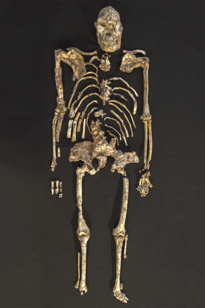 Analysis Of Famous Fossil Helps Unlock When Humans And Apes Diverged   Little Foot Vert 400x600 