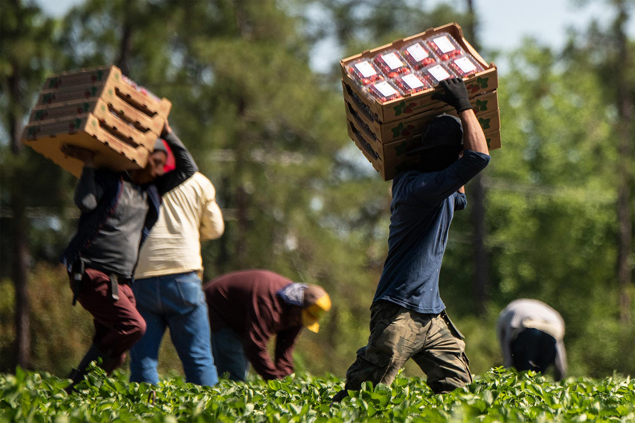 Hispanic immigrants of working age are the backbone of California’s agricultural and service industries.