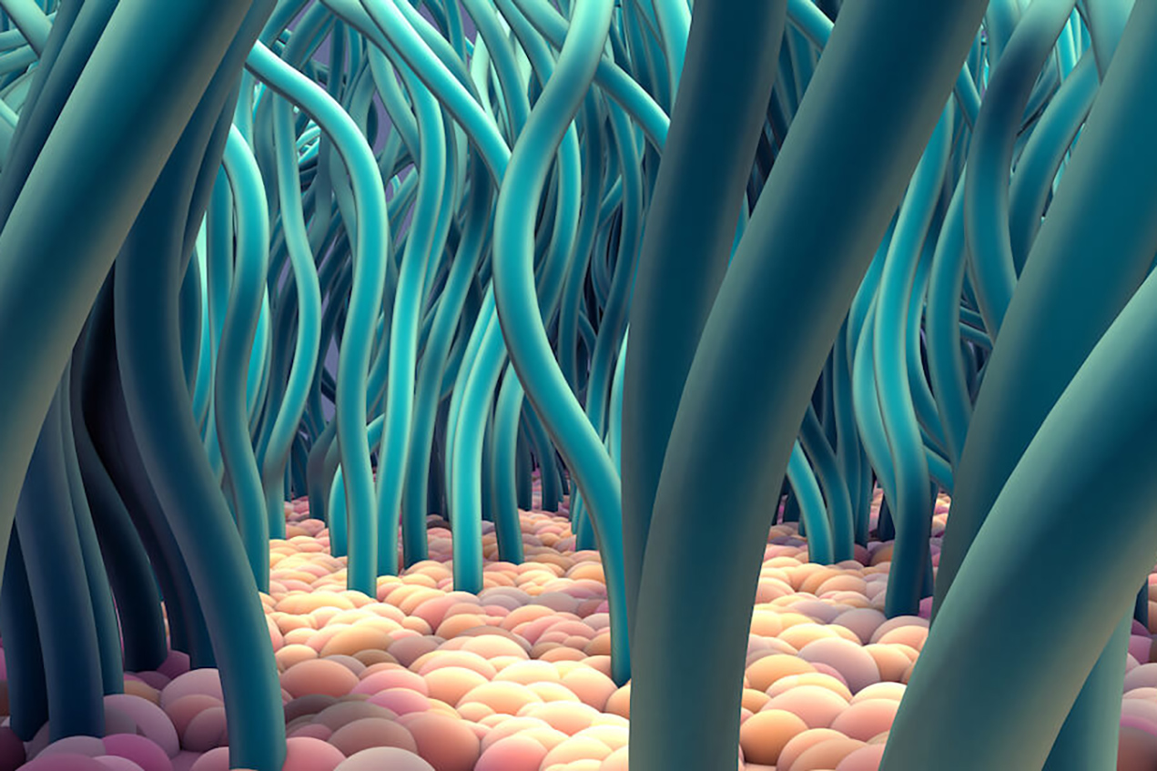 3D illustration of ciliated cells.