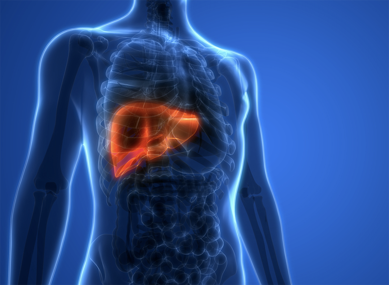 usc-scientists-discover-a-novel-therapeutic-target-to-treat-fatty-liver