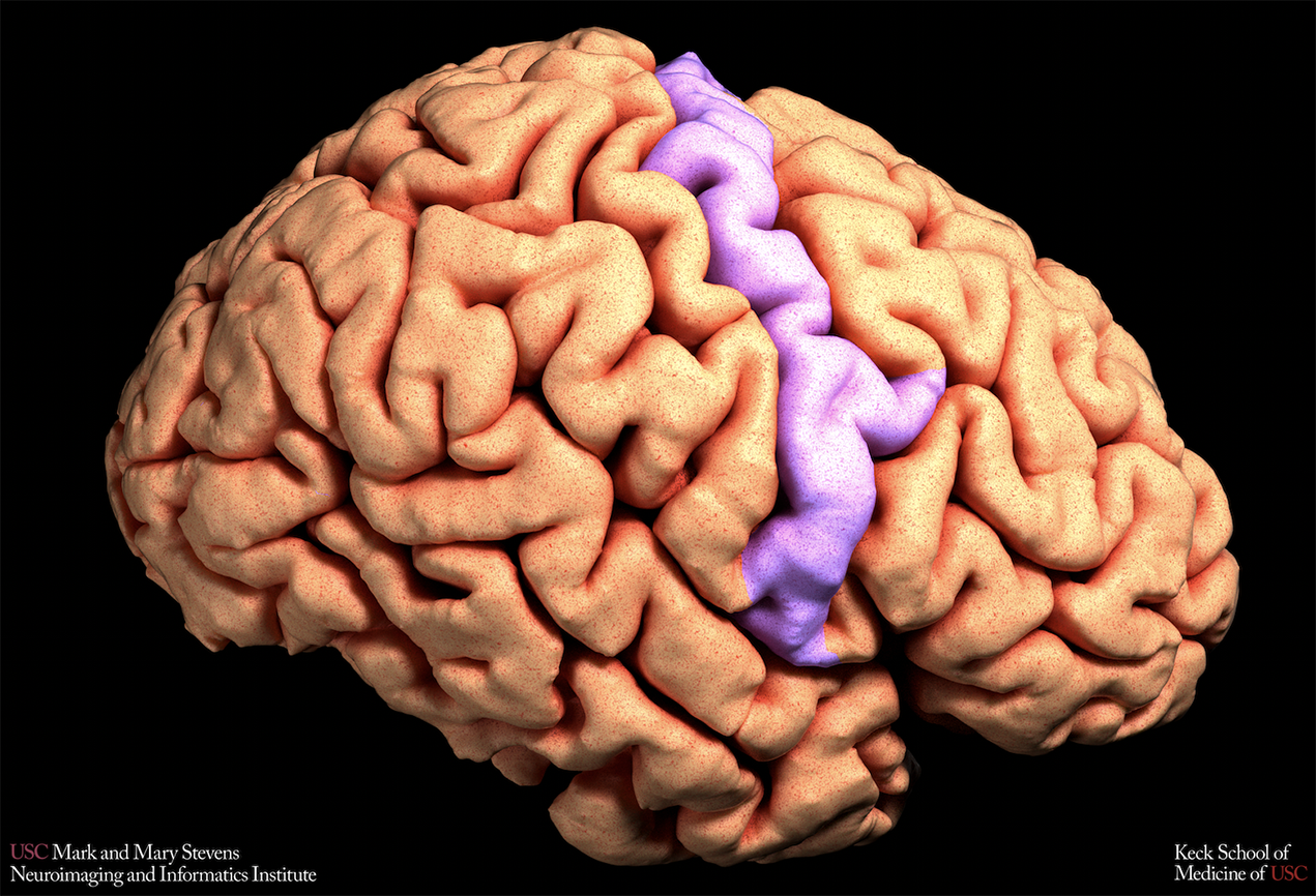 Brain image with primary motor cortex highlighted.