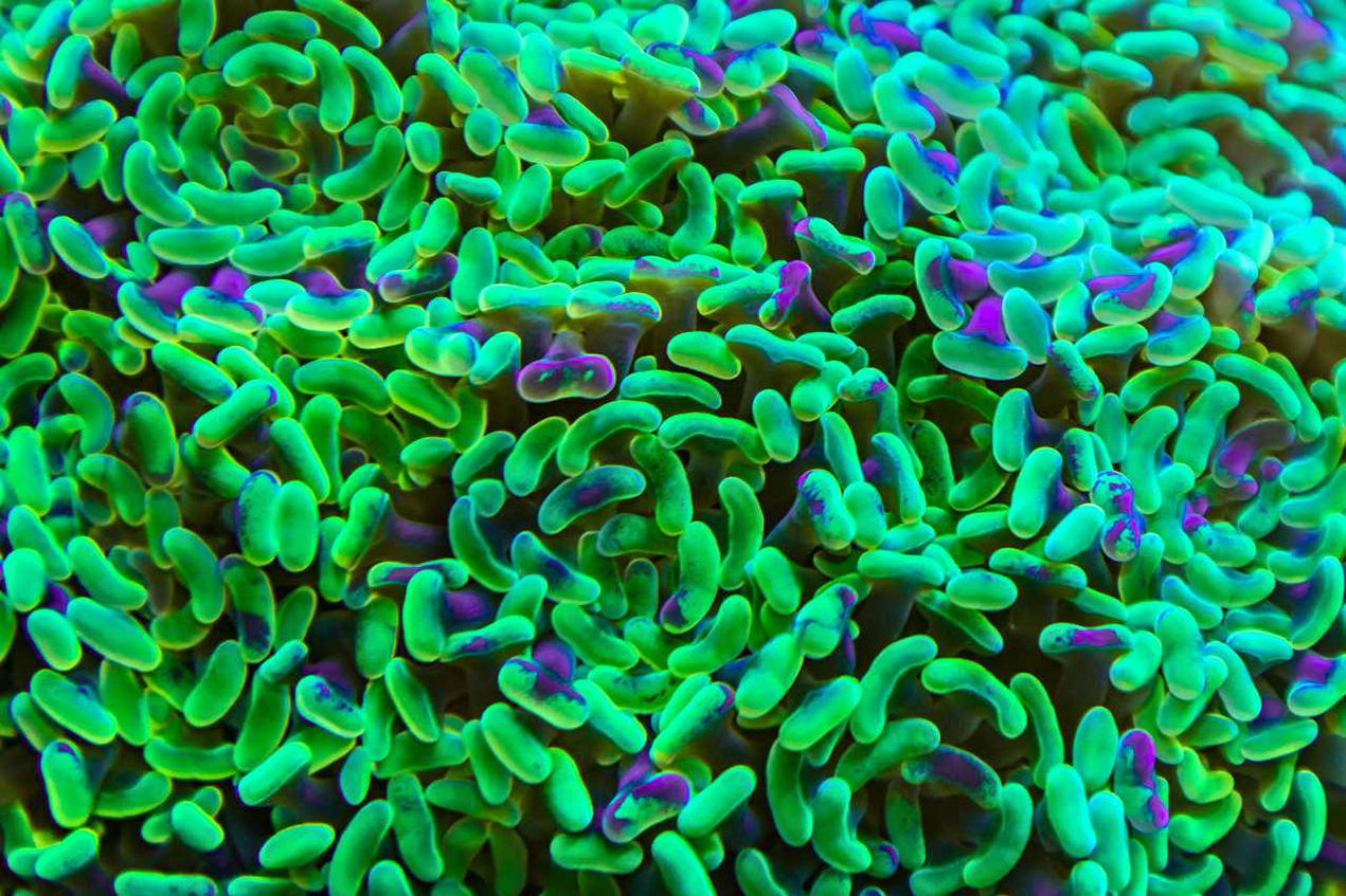 An illustration of green and purple gut bacteria