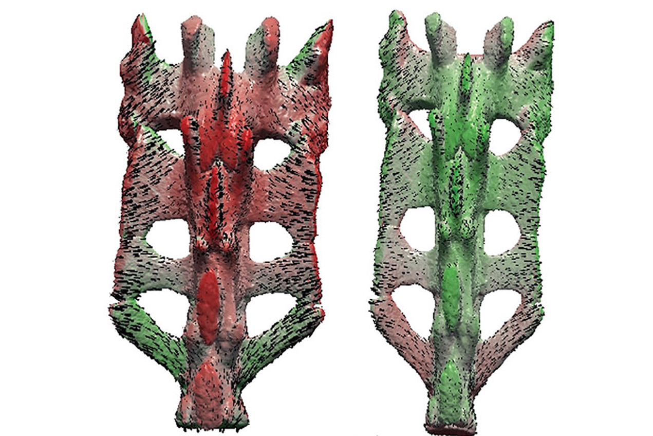 Colored image of two mouse spines
