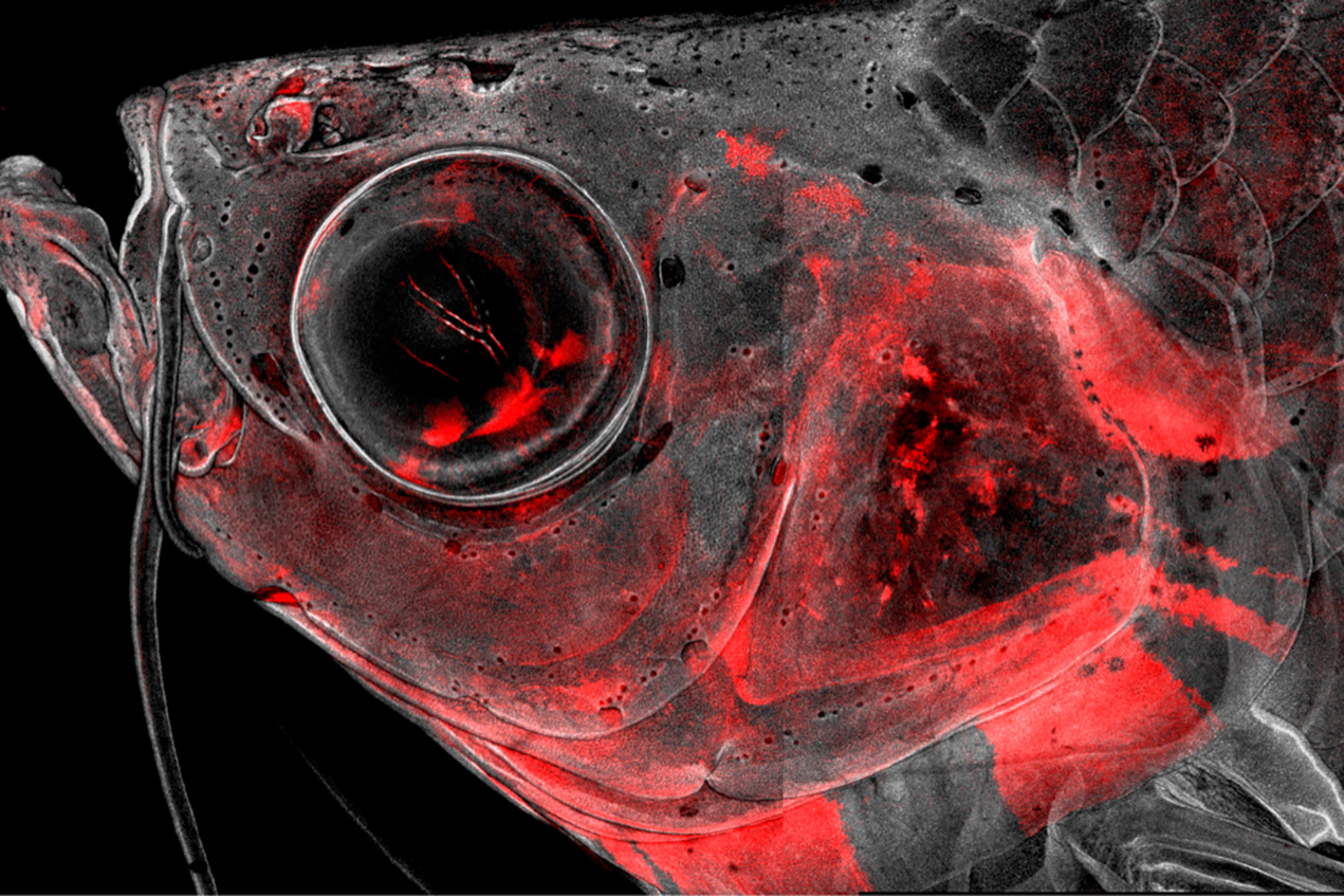 Confocal microscopy image of an adult zebrafish head with neural crest-derived cells in red. The Crump lab has used single-cell sequencing to understand how these cells build and repair the head skeleton, with implications for understanding human craniofacial birth defects and improving repair of skeletal tissues.