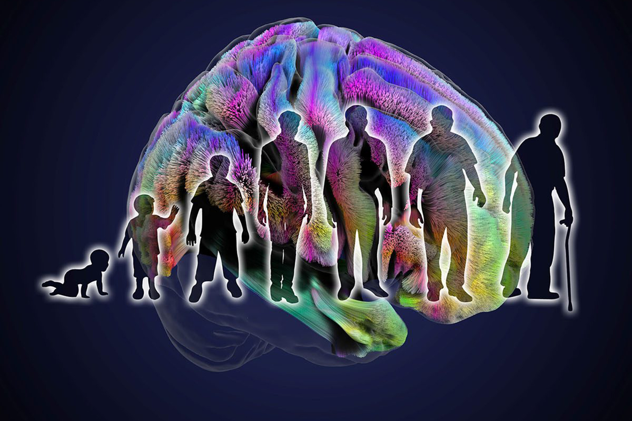 Pacific Rim New Horizons in Human Neuroimaging: Neuroimaging across the Lifespan.