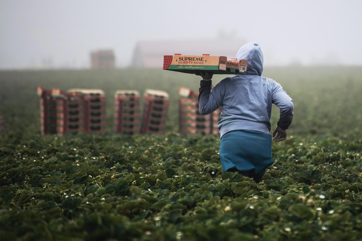 A worker in a hoodie carries a crate of berries across a field