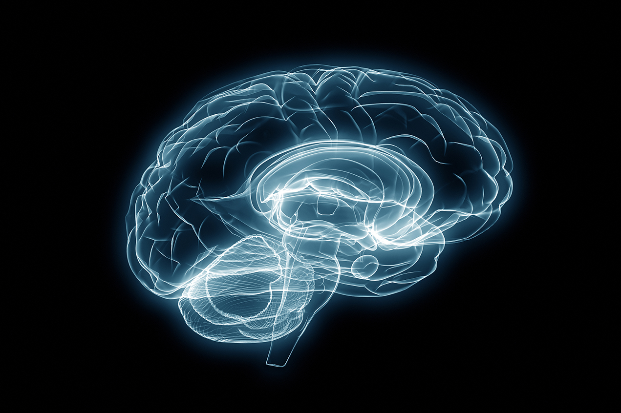An X-ray shows a human brain