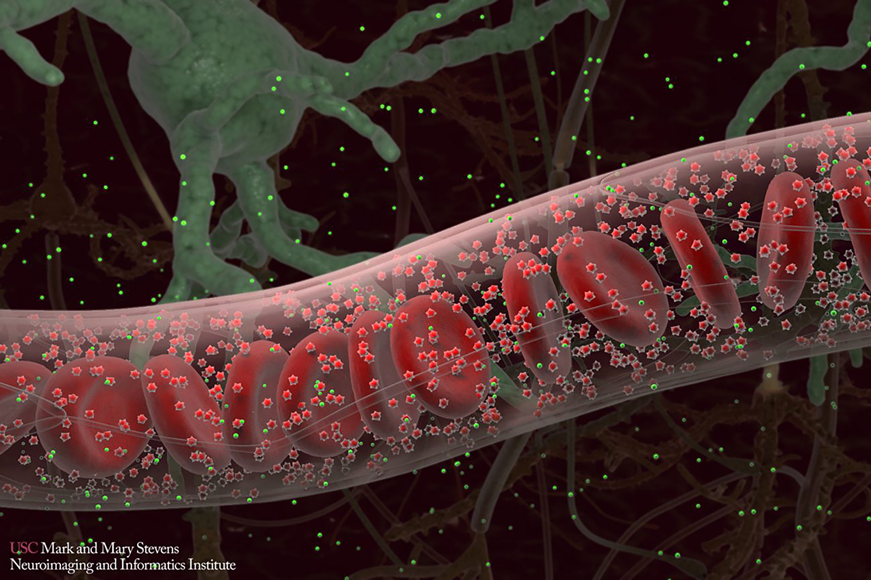 An image depicts a blood vessel among neurosynapses