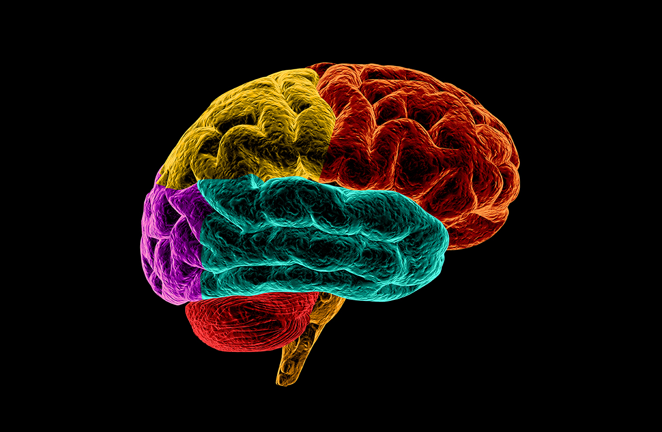 An image depicts a color-coded model of the human brain