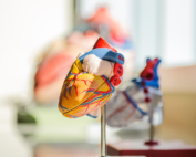 A colorful model of a heart rests on a stand on an educational table