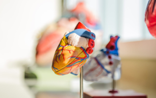 A colorful model of a heart rests on a stand on an educational table