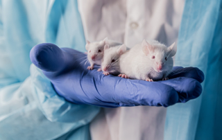 A doctor holds three white mice in the palm of their gloved hand