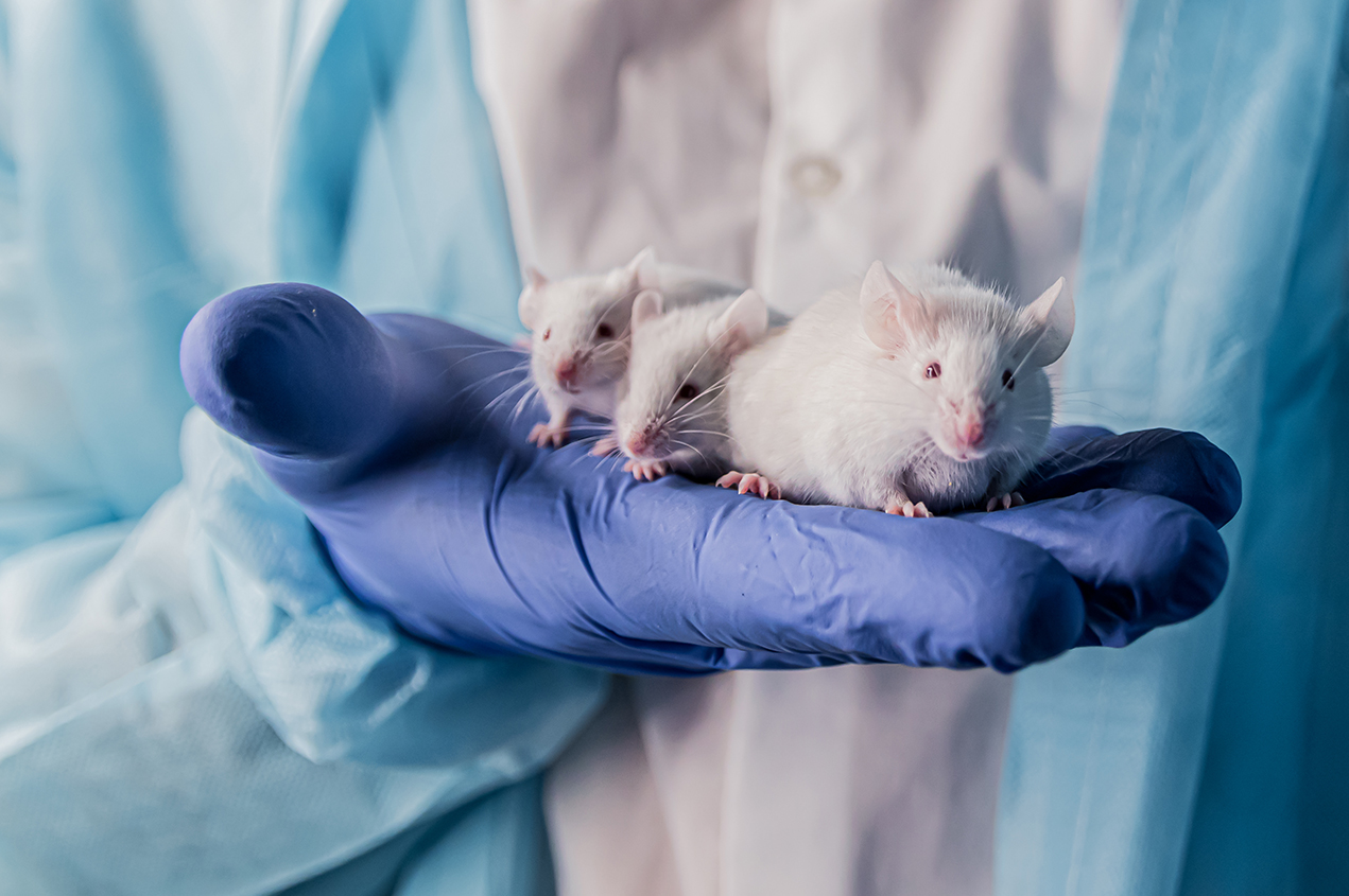 Three white mice sit on a person's gloved hand
