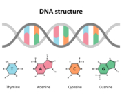An illustration features the base pairs at the center of a DNA's double helix structure.