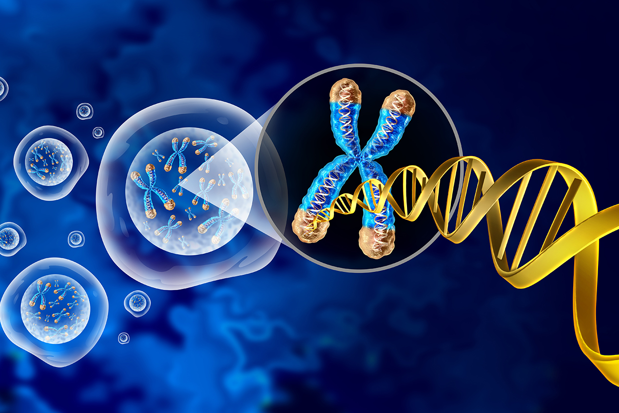 In humans, around six and a half feet of DNA must be condensed to fit inside the nucleus of each cell.