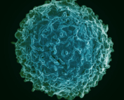 A B cell, which is a key component of a youthful immune system.