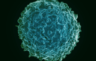 A B cell, which is a key component of a youthful immune system.