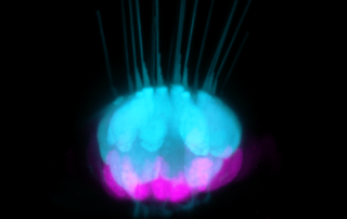 A set of hearing cells and supporting cells inside the inner ear of a zebra fish shows how hearing may be regenerated.