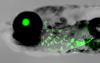 A closeup of a zebrafish offers hints of the start of the evolution of the human outer ear.